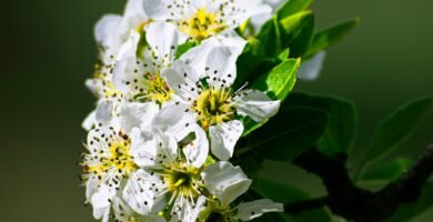 a close up of a white flower on a tree branch